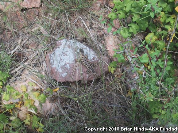 Island Fence Lizard (Sceloporus occidentalis becki)