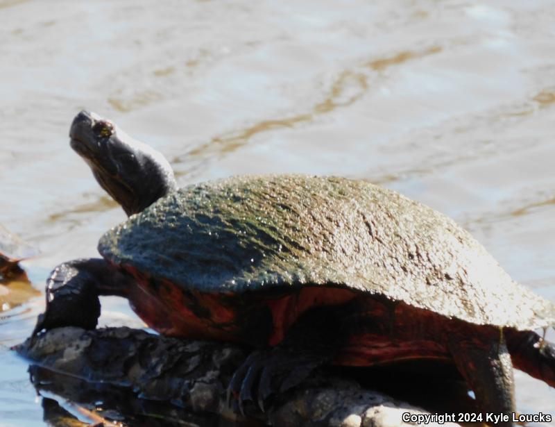 Northern Red-bellied Cooter (Pseudemys rubriventris)