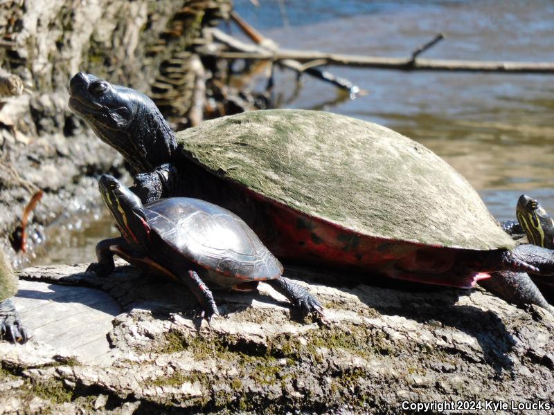 Northern Red-bellied Cooter (Pseudemys rubriventris)