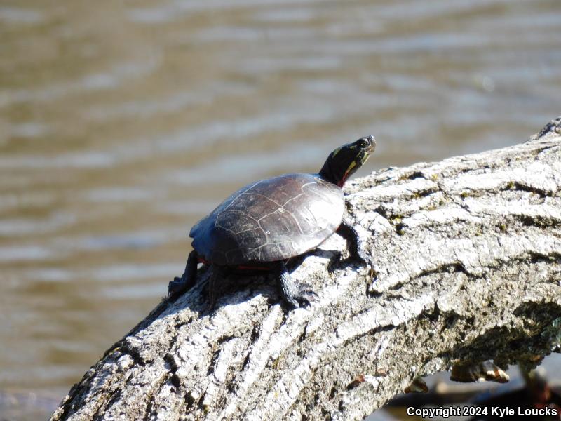 Eastern Painted Turtle (Chrysemys picta picta)