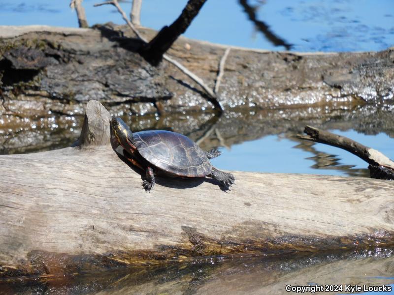 Eastern Painted Turtle (Chrysemys picta picta)