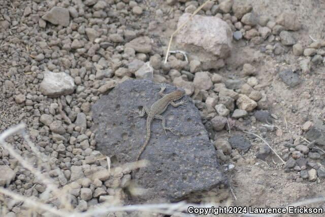 Nevada Side-blotched Lizard (Uta stansburiana nevadensis)