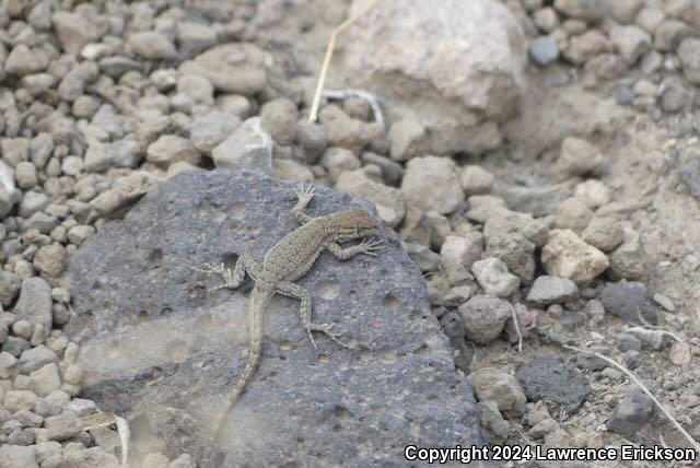 Nevada Side-blotched Lizard (Uta stansburiana nevadensis)