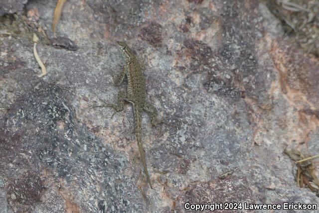 Nevada Side-blotched Lizard (Uta stansburiana nevadensis)