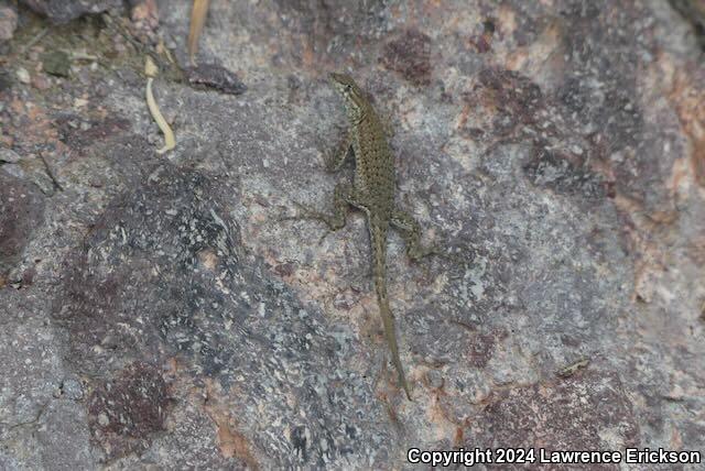 Nevada Side-blotched Lizard (Uta stansburiana nevadensis)