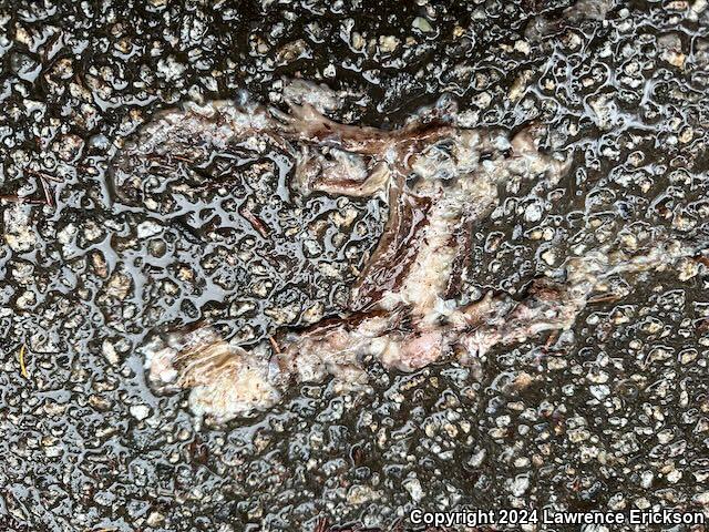 California Giant Salamander (Dicamptodon ensatus)