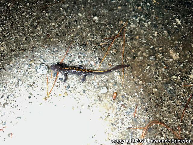 Santa Cruz Long-toed Salamander (Ambystoma macrodactylum croceum)