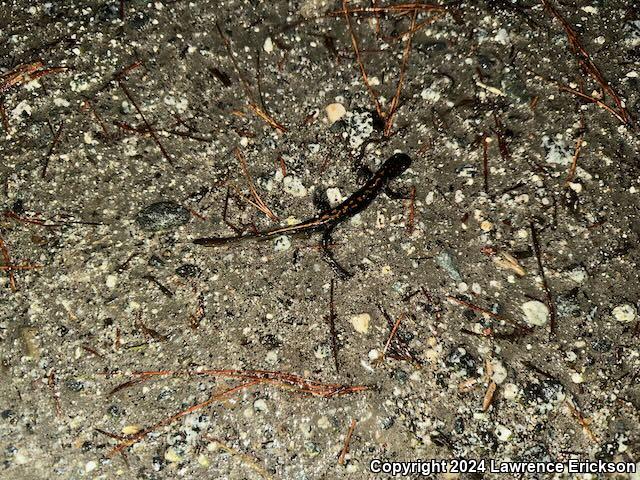 Santa Cruz Long-toed Salamander (Ambystoma macrodactylum croceum)