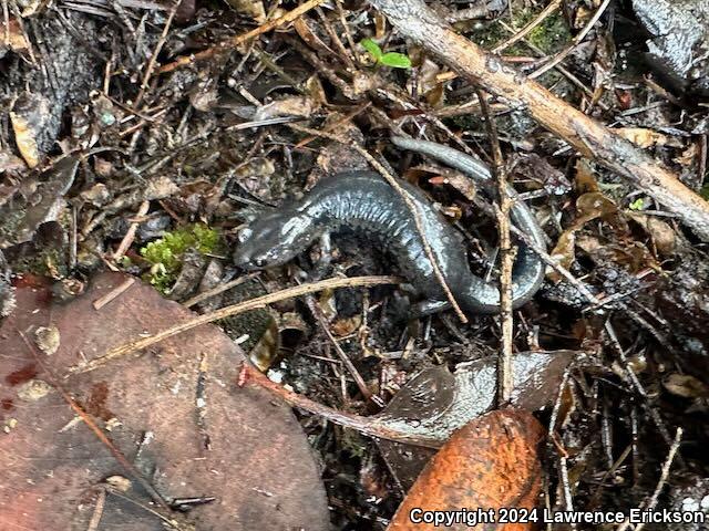 Speckled Black Salamander (Aneides flavipunctatus flavipunctatus)