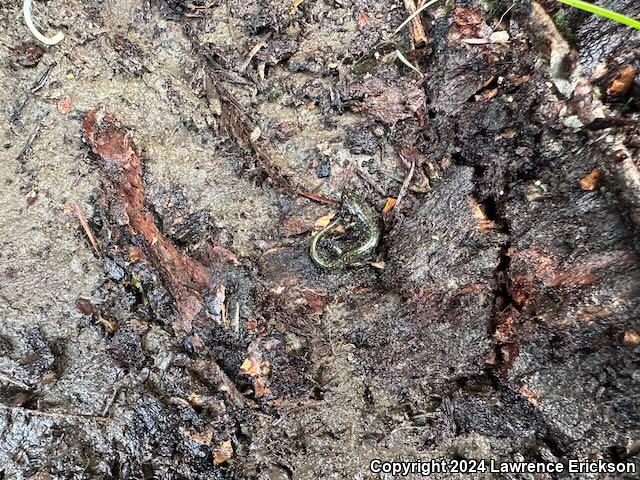 Speckled Black Salamander (Aneides flavipunctatus flavipunctatus)