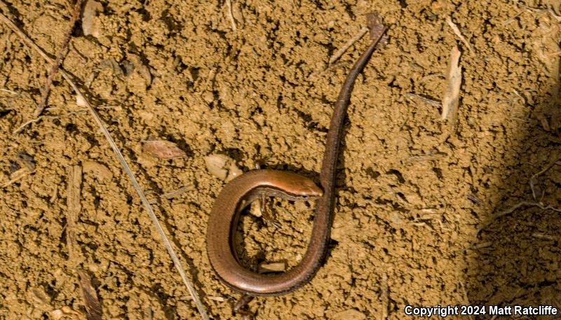 Little Brown Skink (Scincella lateralis)