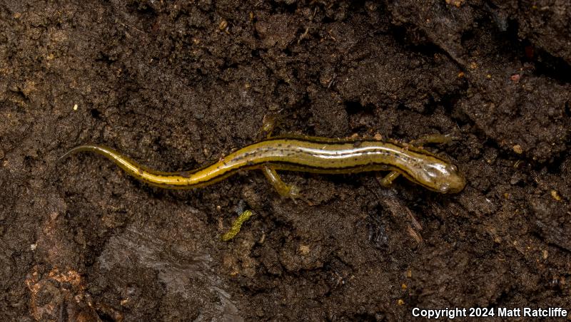 Southern Two-lined Salamander (Eurycea cirrigera)