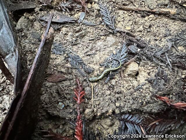 Speckled Black Salamander (Aneides flavipunctatus flavipunctatus)