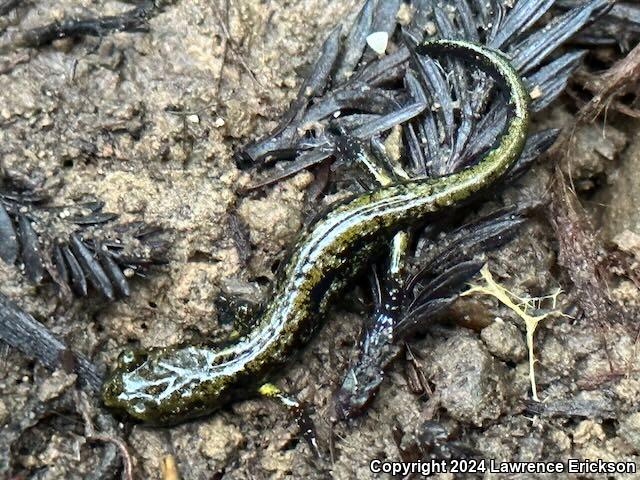 Speckled Black Salamander (Aneides flavipunctatus flavipunctatus)