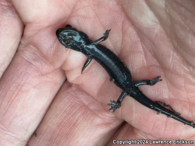 Speckled Black Salamander (Aneides flavipunctatus flavipunctatus)