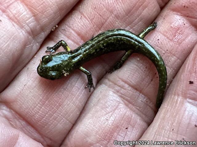 Speckled Black Salamander (Aneides flavipunctatus flavipunctatus)