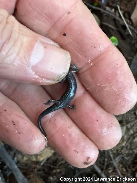 Speckled Black Salamander (Aneides flavipunctatus flavipunctatus)