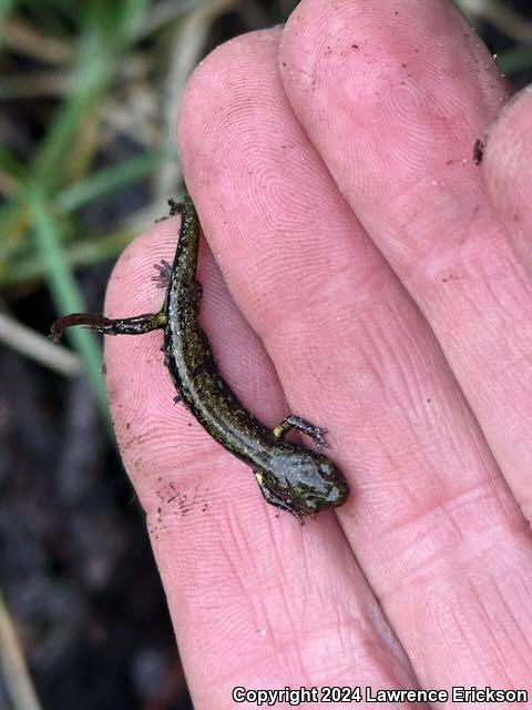 Speckled Black Salamander (Aneides flavipunctatus flavipunctatus)