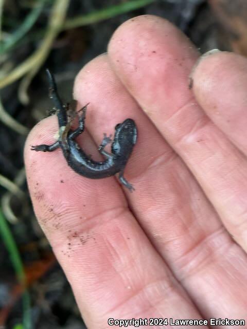 Speckled Black Salamander (Aneides flavipunctatus flavipunctatus)