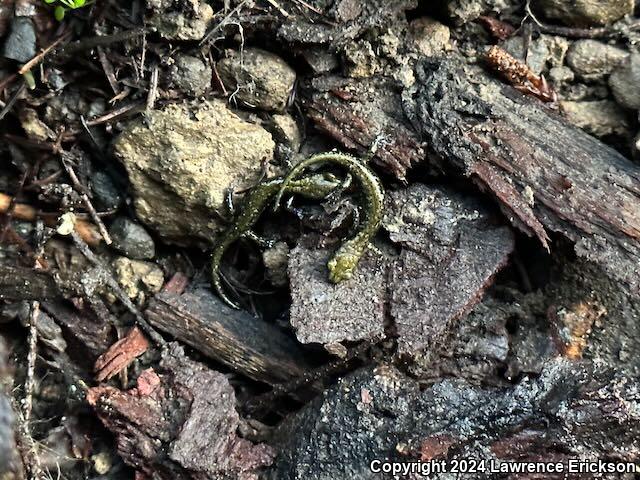 Speckled Black Salamander (Aneides flavipunctatus flavipunctatus)