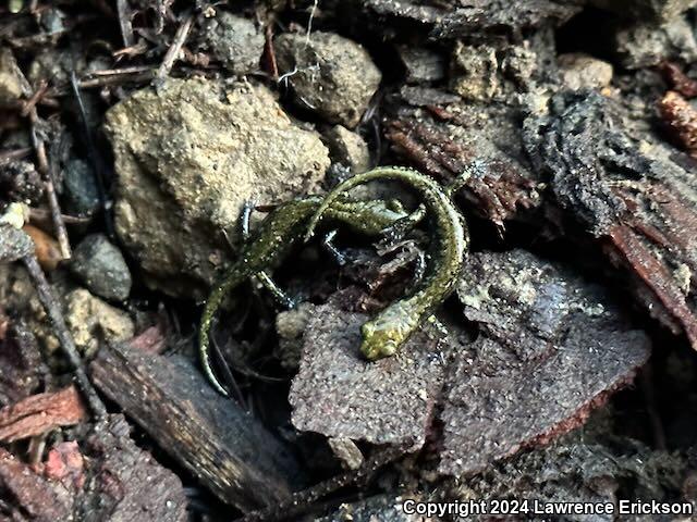 Speckled Black Salamander (Aneides flavipunctatus flavipunctatus)