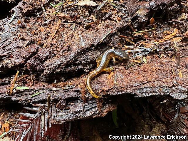 Oregon Ensatina (Ensatina eschscholtzii oregonensis)