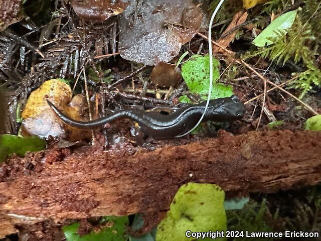 Oregon Ensatina (Ensatina eschscholtzii oregonensis)