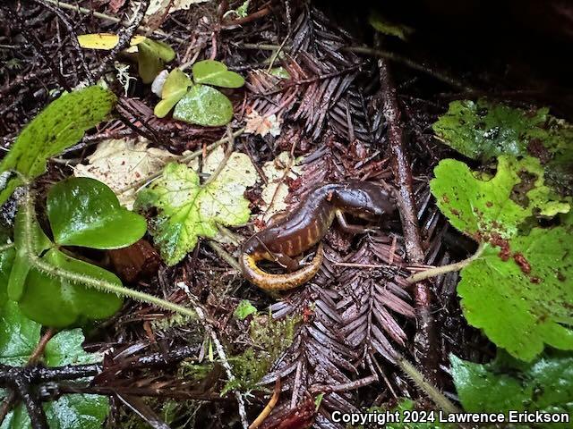 Oregon Ensatina (Ensatina eschscholtzii oregonensis)