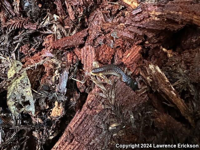 Oregon Ensatina (Ensatina eschscholtzii oregonensis)