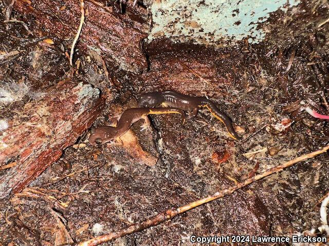 Oregon Ensatina (Ensatina eschscholtzii oregonensis)