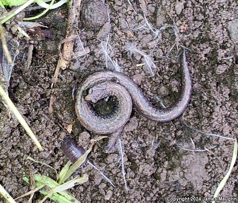 Gabilan Mountains Slender Salamander (Batrachoseps gavilanensis)