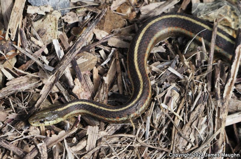 Coast Gartersnake (Thamnophis elegans terrestris)