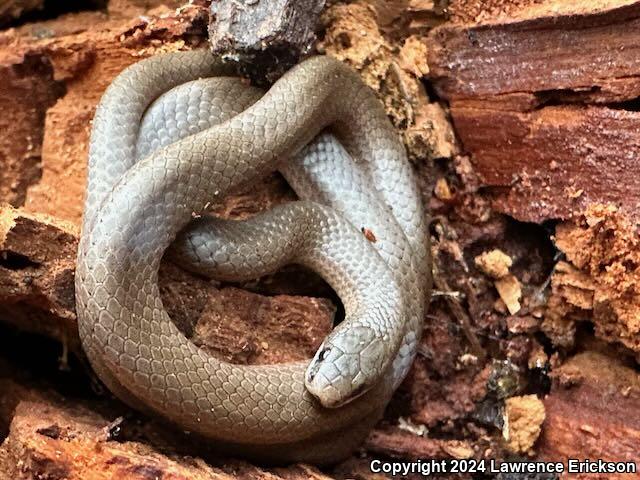 Forest Sharp-tailed Snake (Contia longicaudae)