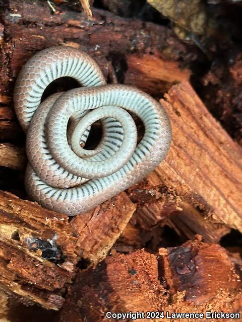 Forest Sharp-tailed Snake (Contia longicaudae)