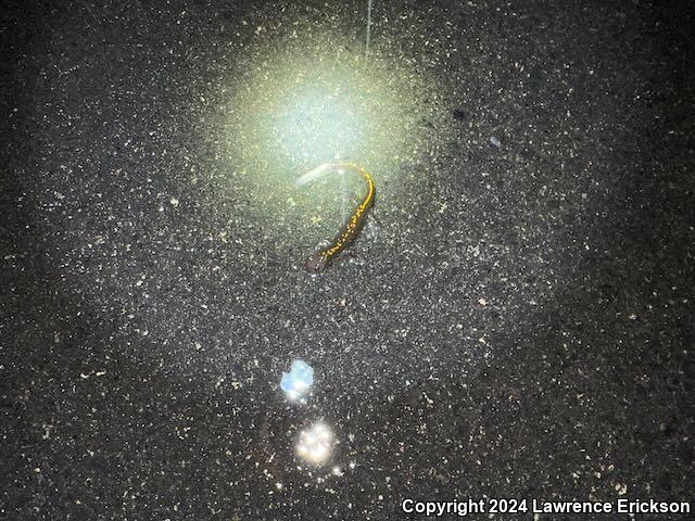 Santa Cruz Long-toed Salamander (Ambystoma macrodactylum croceum)