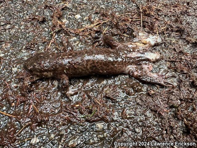 California Giant Salamander (Dicamptodon ensatus)