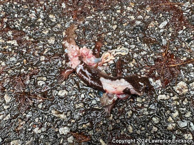 California Giant Salamander (Dicamptodon ensatus)