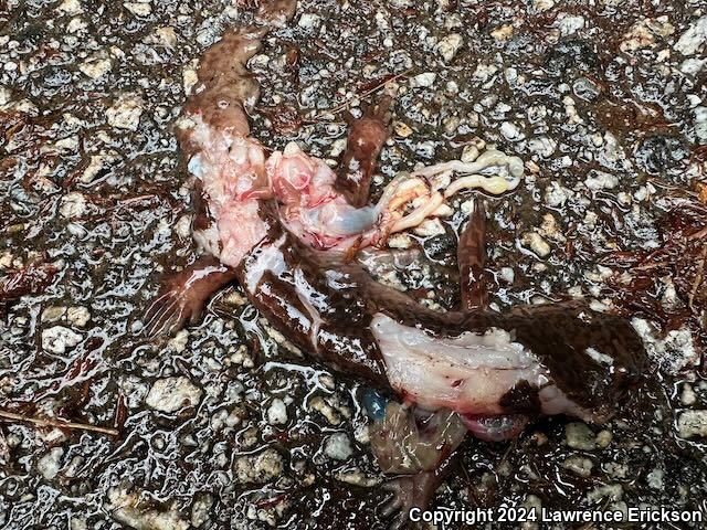 California Giant Salamander (Dicamptodon ensatus)