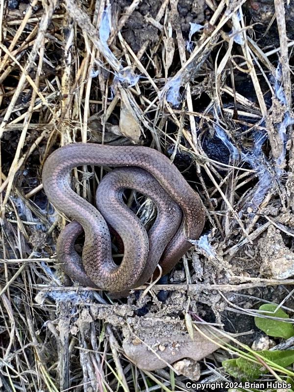 Sharp-tailed Snake (Contia tenuis)