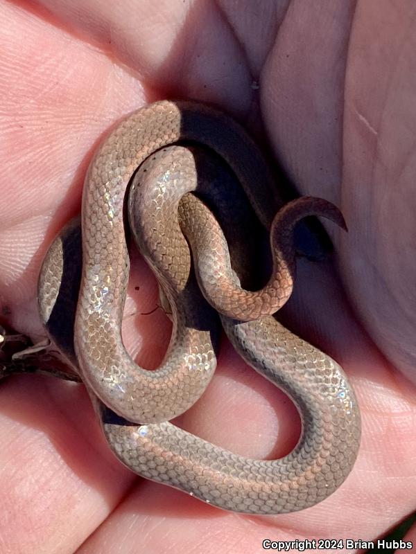 Sharp-tailed Snake (Contia tenuis)