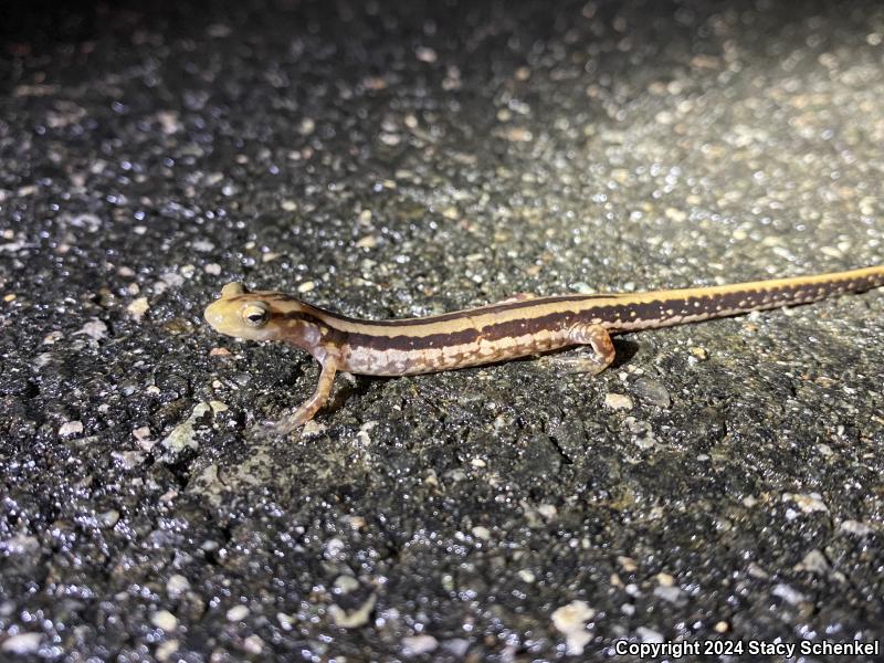 Three-lined Salamander (Eurycea guttolineata)