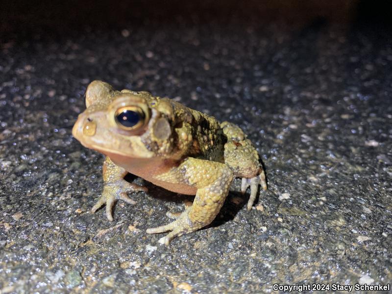 American Toad (Anaxyrus americanus)