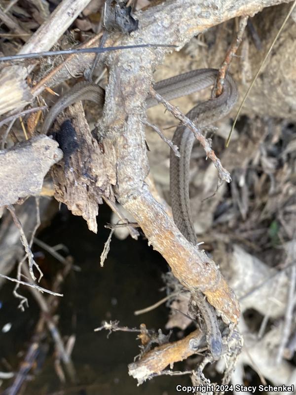 Dekay's Brownsnake (Storeria dekayi)