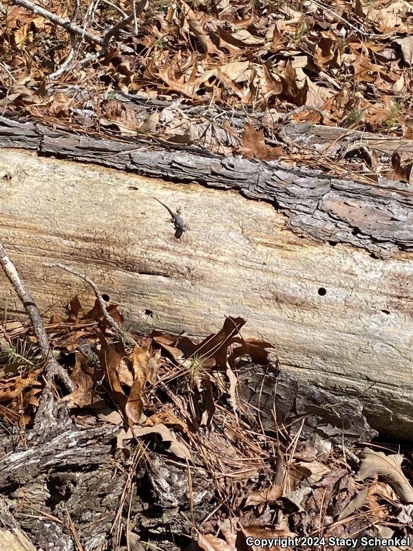 Eastern Fence Lizard (Sceloporus undulatus)