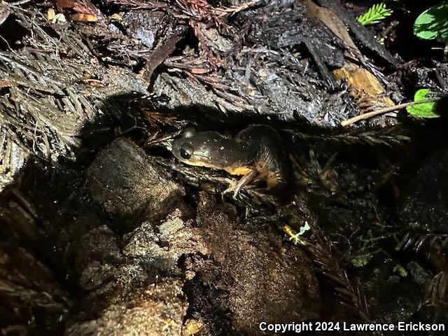 Oregon Ensatina (Ensatina eschscholtzii oregonensis)