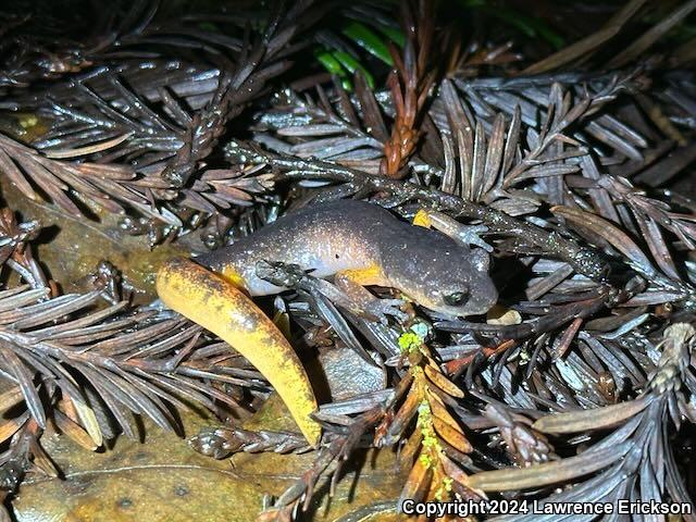 Oregon Ensatina (Ensatina eschscholtzii oregonensis)