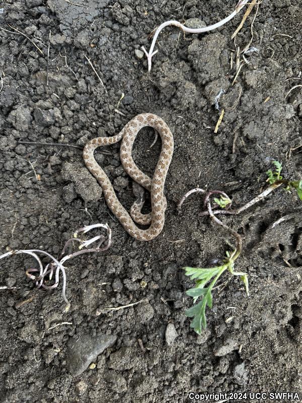 San Diego Nightsnake (Hypsiglena ochrorhyncha klauberi)