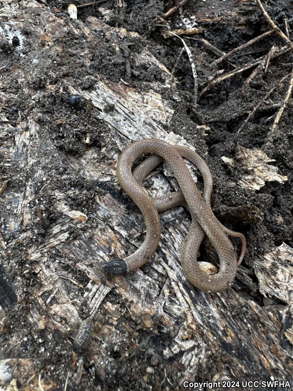 Western Black-headed Snake (Tantilla planiceps)