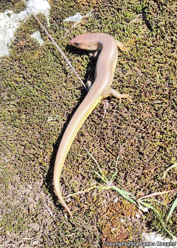 Gilbert's Skink (Plestiodon gilberti)