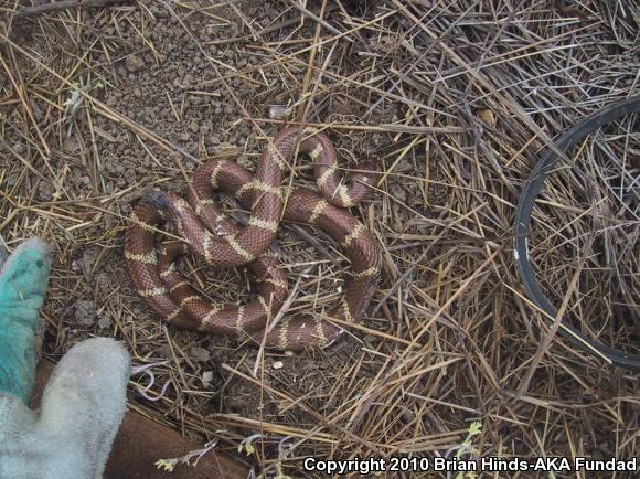 California Kingsnake (Lampropeltis getula californiae)